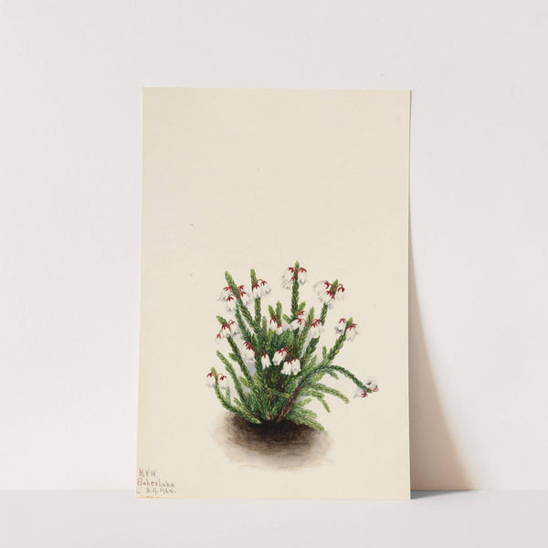 Rocky Mountain Cassiope (Cassiope mertensiana) (1924) by Mary Vaux Walcott