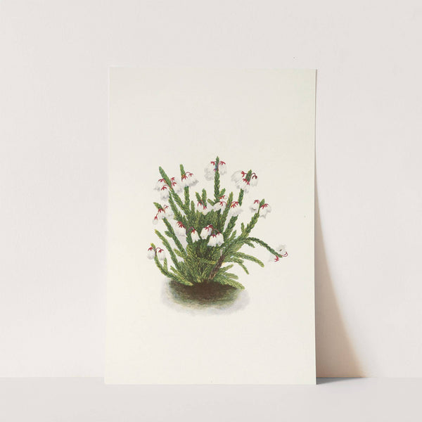 Rocky Mountain Cassiope. (Cassiope mertensiana) (1925) by Mary Vaux Walcott