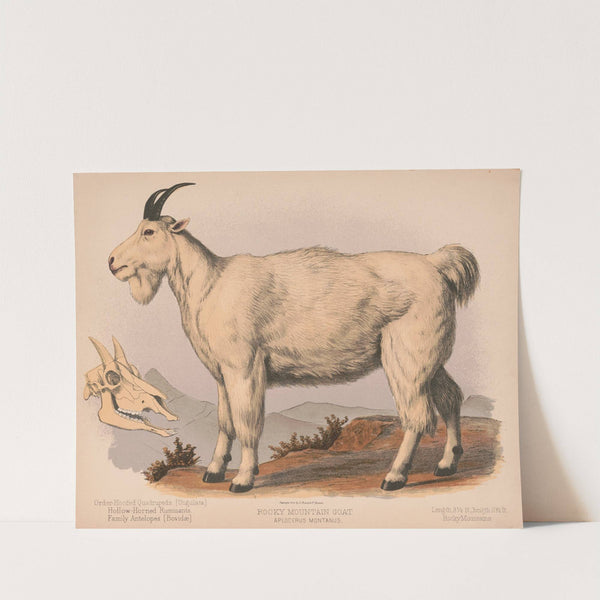 Rocky Mountain goat. Aplocerus montanus (1874) by Louis Prang & Co.