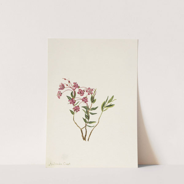 Rocky Mountain Kalmia (Kalmia microphylla) by Mary Vaux Walcott