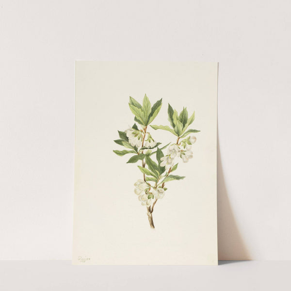 Rocky Mountain Rhododendron (Rhododendron albiflorum) (1901) by Mary Vaux Walcott