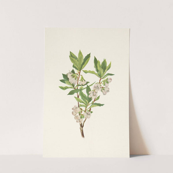 Rocky Mountain Rhododendron. Rhododendron albiflorum (1925) by Mary Vaux Walcott