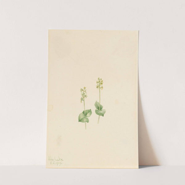 Rocky Mountain Twayblade (Ophrys necrophylla) (1919) by Mary Vaux Walcott