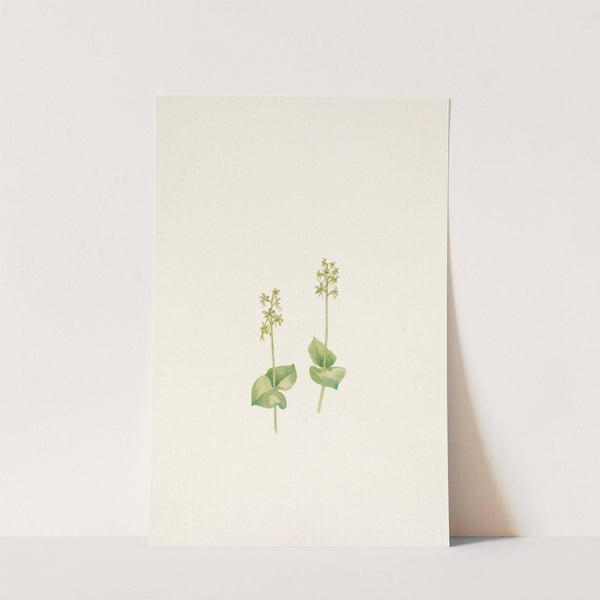 Rocky Mountain Twayblade. Ophrys nephrophylla (1925) by Mary Vaux Walcott