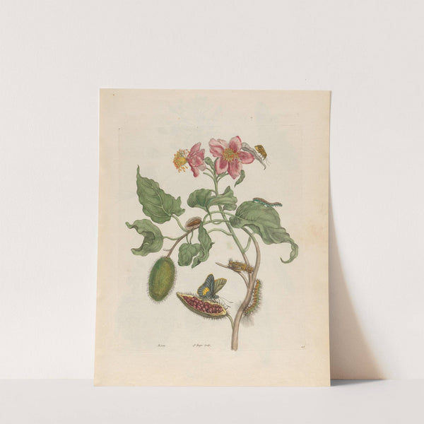 Rocu (1719) by Maria Sibylla Merian