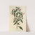 Rod-branched Fuchsia (1815-1819) by Sydenham Edwards