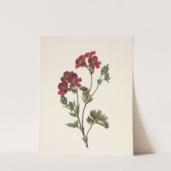 Rode bloem by M. de Gijselaar