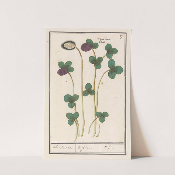 Rode klaver (Trifolium pratense) Klee Claevers. Trifolium. Trefle (1596-1610) by Anselmus Boëtius de Boodt