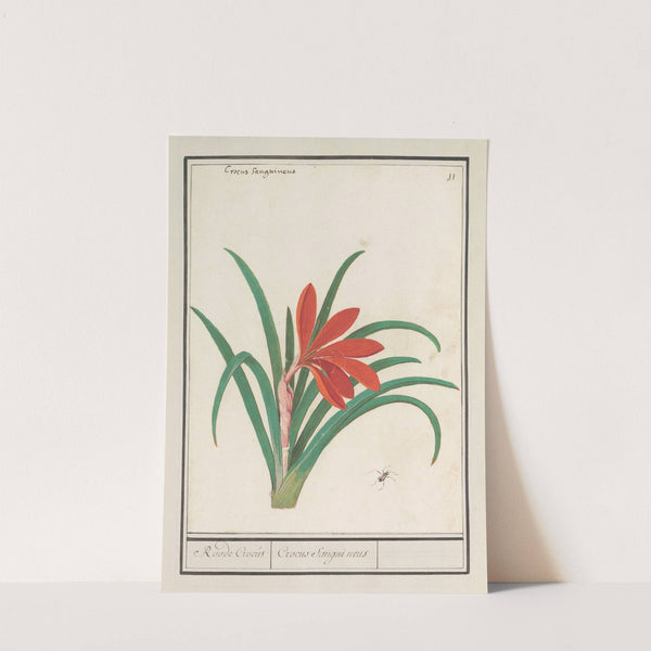 Rode krokus (Crocus) Roode Crocus Crocus Sanguineus (1596-1610) by Anselmus Boëtius de Boodt
