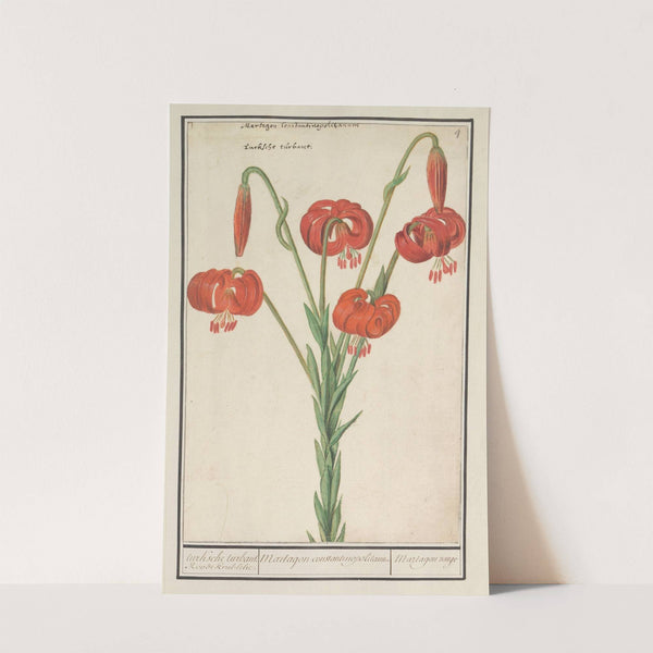 Rode lelie (Lilium) turksche turbant. Roode krul-lelie. Martagon constantinopolitanum Martagon rouge (1596-1610) by Anselmus Boëtius de Boodt
