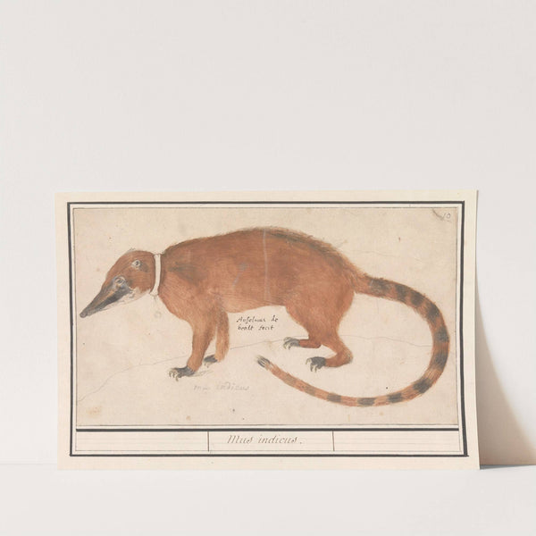 Rode neusbeer of coatimundi (Nasua nasua) Mus indicus (1596-1610) by Anselmus Boëtius de Boodt