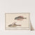 Rode poon (Chelidonichthys lucerna) en vliegende vis (Exocoetidae) 1. 2. Swaluwe 1. Milvus 2. hyrundo. (1596-1610) by Anselmus Boëtius de Boodt