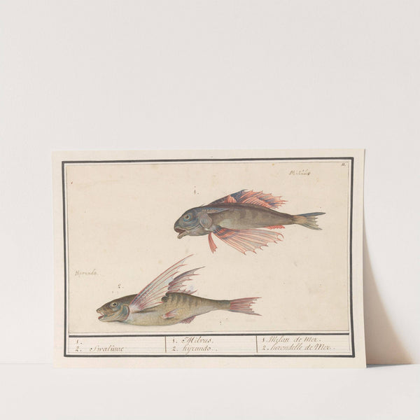 Rode poon (Chelidonichthys lucerna) en vliegende vis (Exocoetidae) 1. 2. Swaluwe 1. Milvus 2. hyrundo. (1596-1610) by Anselmus Boëtius de Boodt