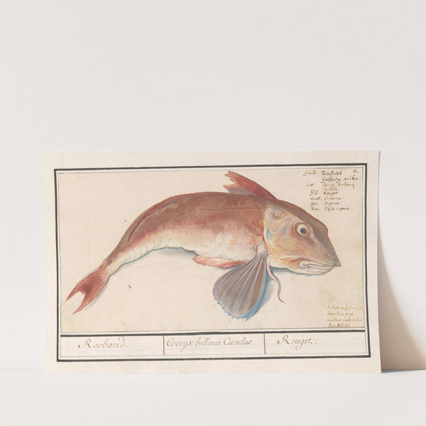 Rode poon (Chelidonichthys lucerna) Roobaerd. Coccyx bellonii Cuculus Rouget (1596-1610) by Anselmus Boëtius de Boodt