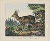 Roe (1829-1880)