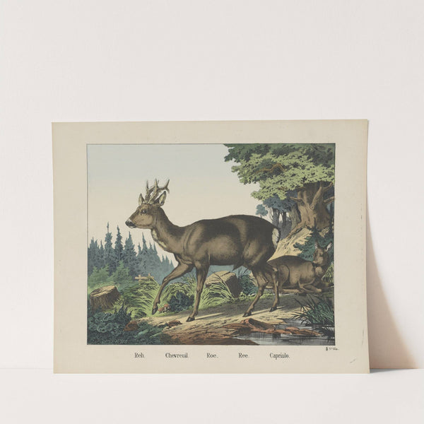 Roe (1829-1880) by Joseph Scholz