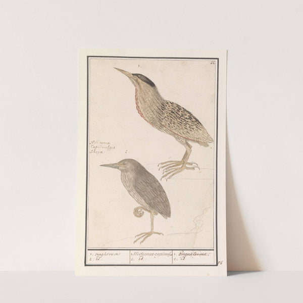 Roerdomp (Botaurus stellaris) 1. naghtrave 2. id. 1. Nicticorax caprimulg. 2. id. Engoulevent. 2. id. (1596-1610) by Anselmus Boëtius de Boodt