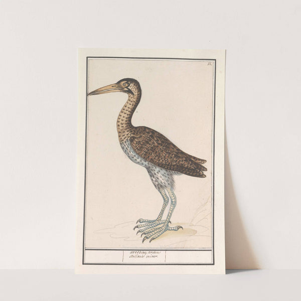 Roerdomp (Botaurus stellaris) (1596-1610) by Anselmus Boëtius de Boodt