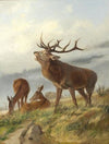 Röhrender Hirsch mit Hirschkühen