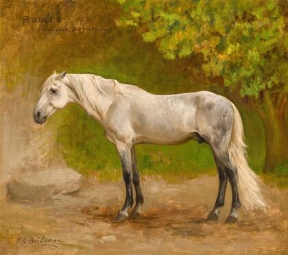 Romeo, a Stallion in a Landscape
