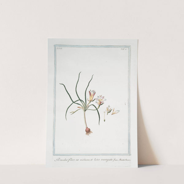 Romulea, flore ex violaceo, et luteo variegato by Giorgio Bonelli