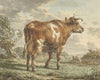 Roodbonte koe in een landschap