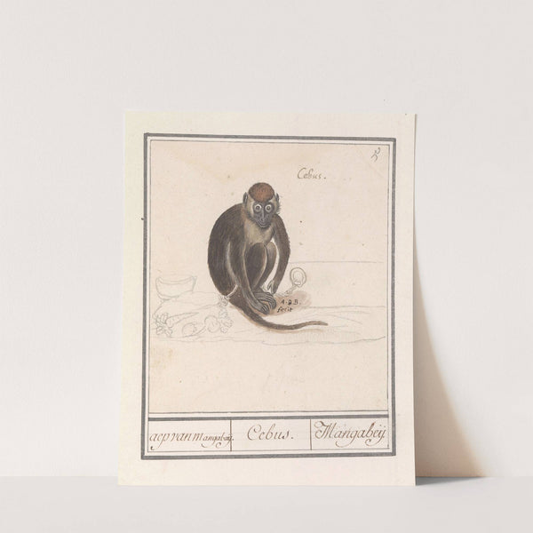 Roodkopmangabey (Cercocebus torquatus) aep van Mangabaij. Cebus. Mangabeij. (1596-1610) by Anselmus Boëtius de Boodt
