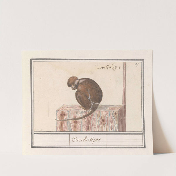 Roodkopmangabey (Cercocebus torquatus) Corchosipus Een Rillow Een Wanderow (1596-1610) by Anselmus Boëtius de Boodt