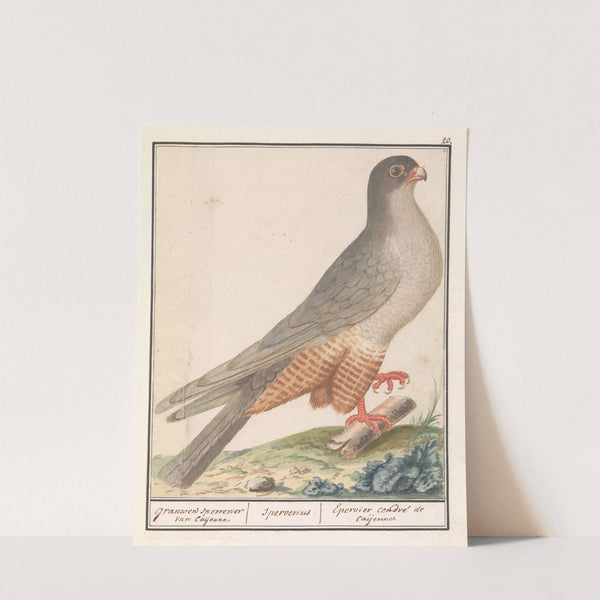 Roodpootvalk (Falco vespertinus) grauwen sperrewe van Caijenne. Sperverius. Epervier cendré de caijenne (1596-1610) by Anselmus Boëtius de Boodt