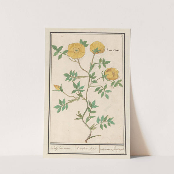 Roos (Rosa) enkel geluwe roose. Rosa lutea simplex rose jeaune à fleur simple (1596-1610) by Anselmus Boëtius de Boodt