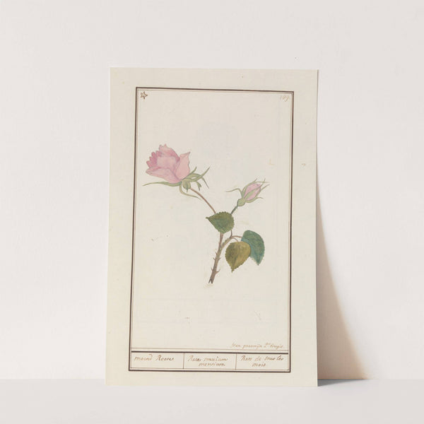 Roos (Rosa) by Jan Anton Garemyn