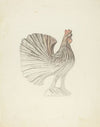 Rooster