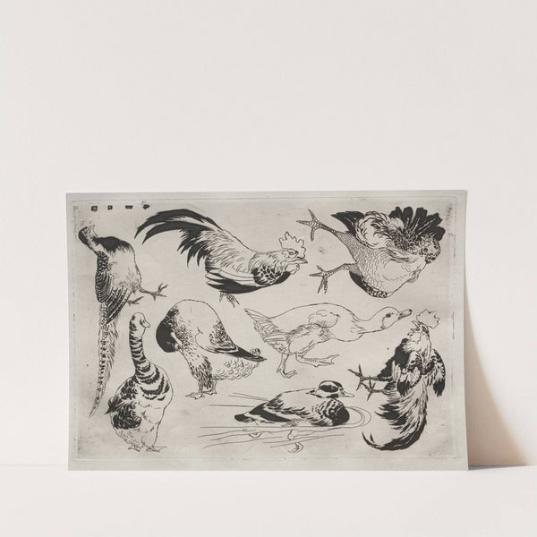 Roosters, ducks, etc. (1866) by Félix Bracquemond