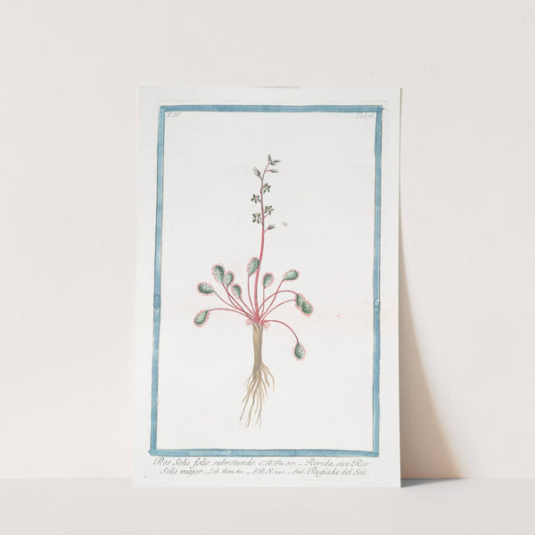 Ros Solis folio subrotundo - Rorida, sive Ros Solis major - Rugiada del Sole. (Youth woort) by Giorgio Bonelli