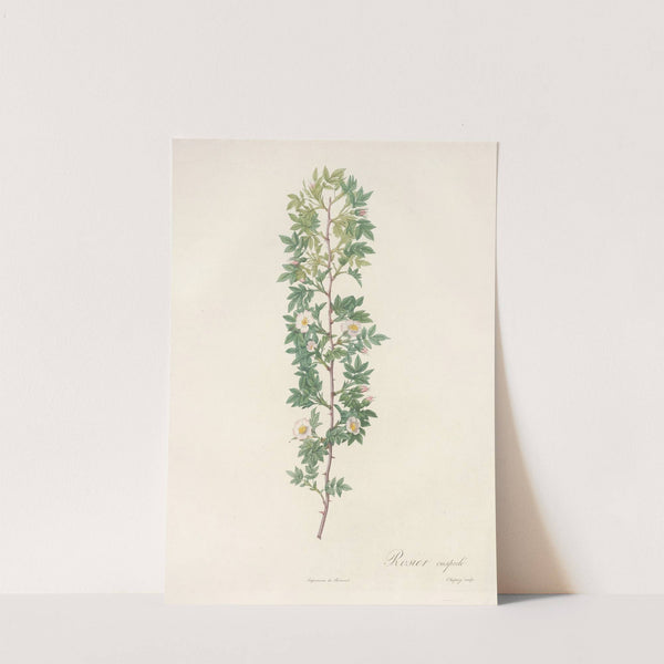 Rosa Aciphylla by Pierre Joseph Redouté