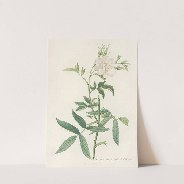 Rosa Alba Cimbaefolia by Pierre Joseph Redouté