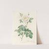 Rosa Alba Flore Pleno by Pierre Joseph Redouté