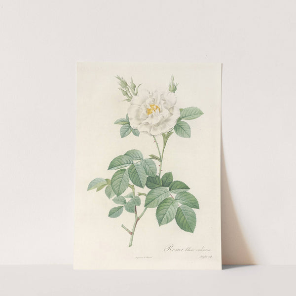 Rosa Alba Flore Pleno by Pierre Joseph Redouté