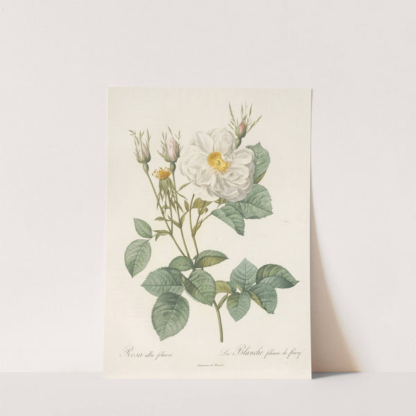 Rosa Alba foliacea by Pierre Joseph Redouté