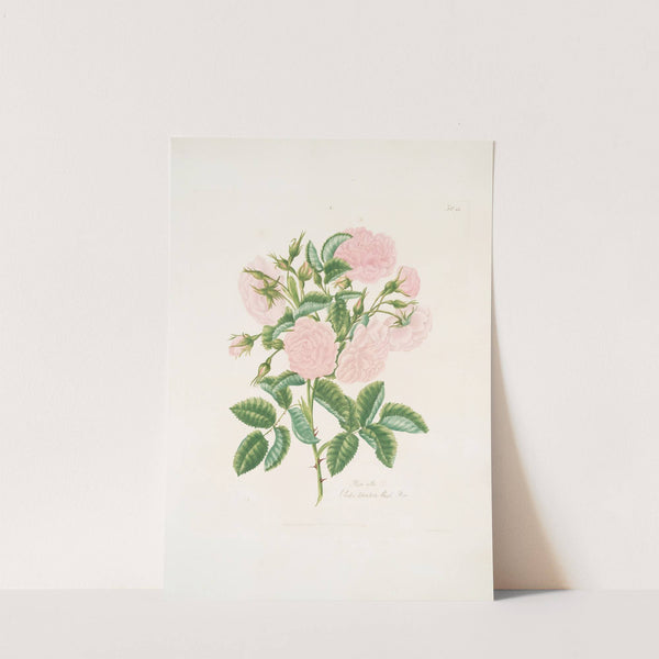 Rosa alba by Mary Lawrance