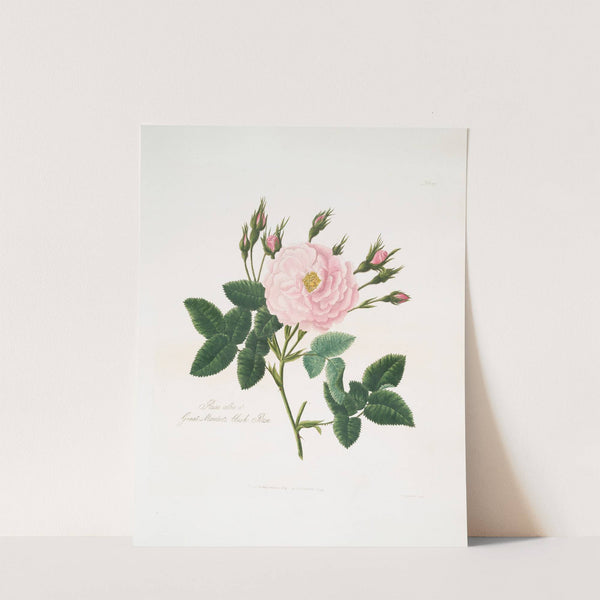 Rosa alba or Great maiden's blush rose. by Mary Lawrance