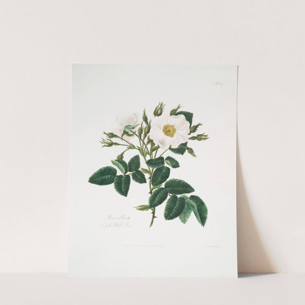 Rosa alba2 by Mary Lawrance