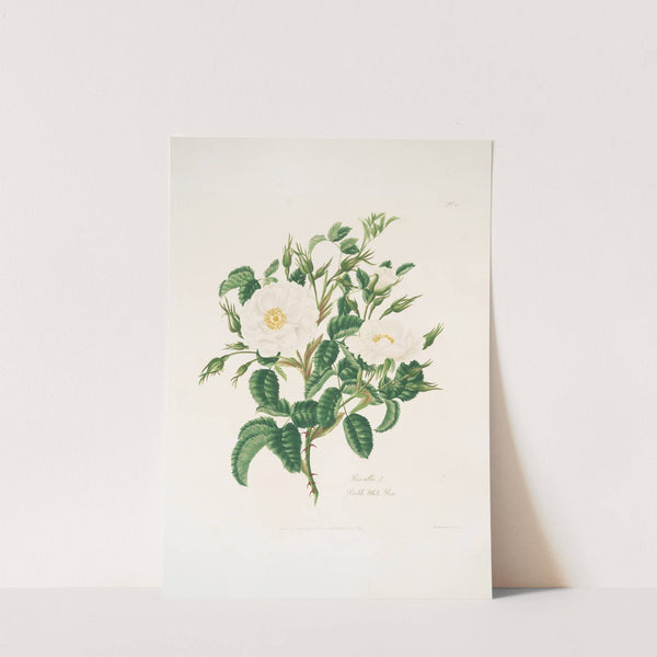 Rosa alba3 by Mary Lawrance