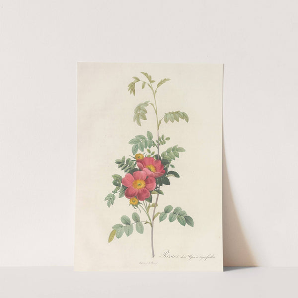 Rosa Alpina Debilis by Pierre Joseph Redouté