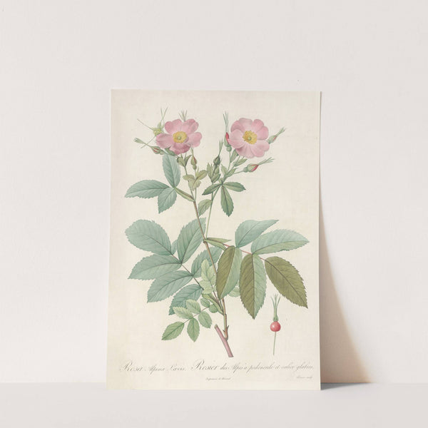 Rosa Alpina Laevis by Pierre Joseph Redouté