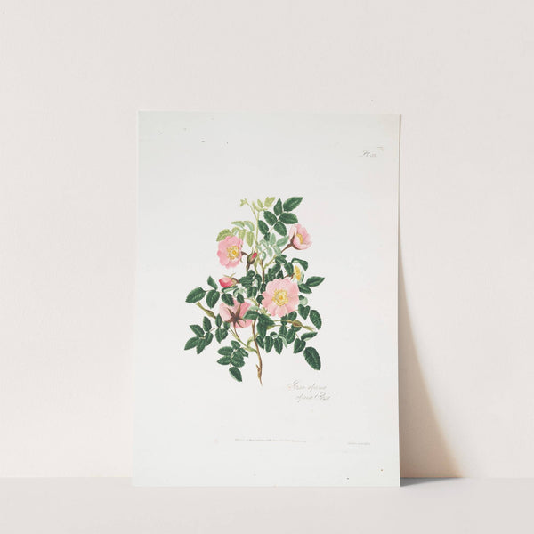 Rosa alpina by Mary Lawrance