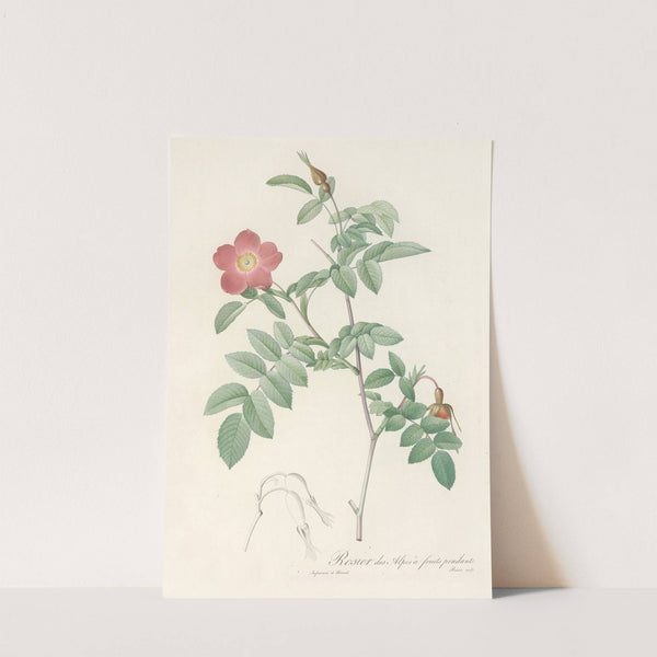 Rosa Alpina Pendulina by Pierre Joseph Redouté