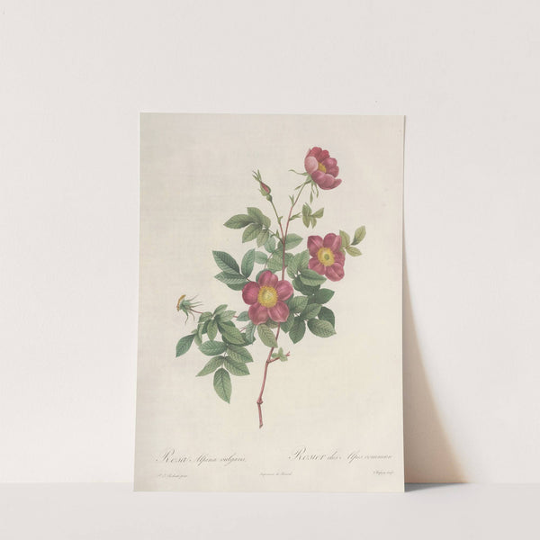 Rosa Alpina Vulgaris by Pierre Joseph Redouté