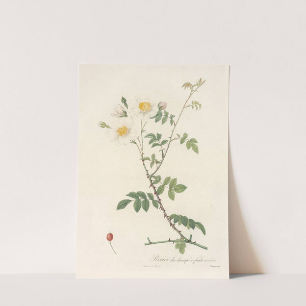 Rosa Arvensis Ovata by Pierre Joseph Redouté
