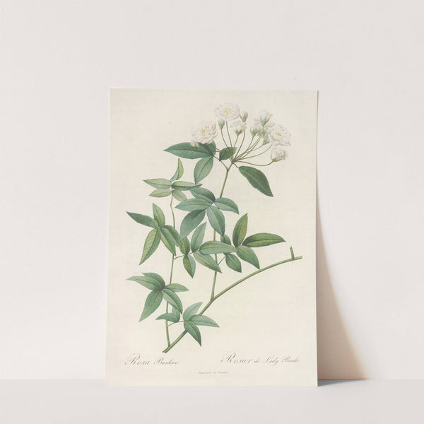 Rosa Banksiae by Pierre Joseph Redouté